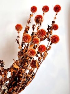 DRIED ECHINOPS