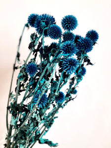 DRIED ECHINOPS