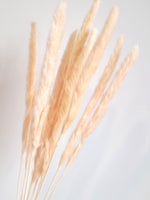 Load image into Gallery viewer, MINI PAMPAS BUNDLE SOFT PEACH
