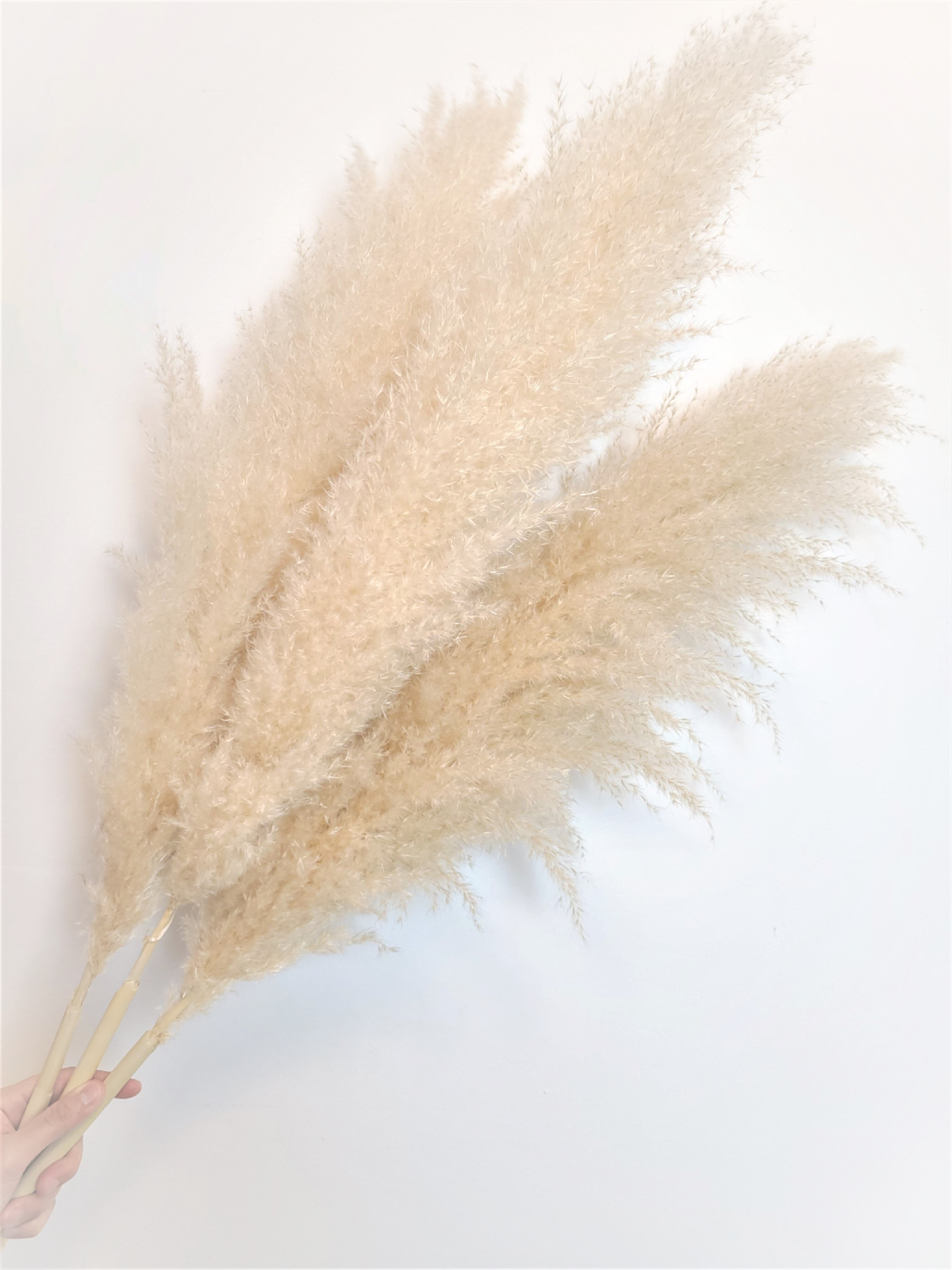 SUPER PAMPAS No.2 BEIGE 120cm/47"