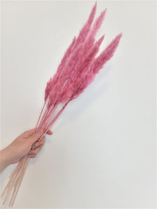 MINI PAMPAS No.6 CARNIVAL RED