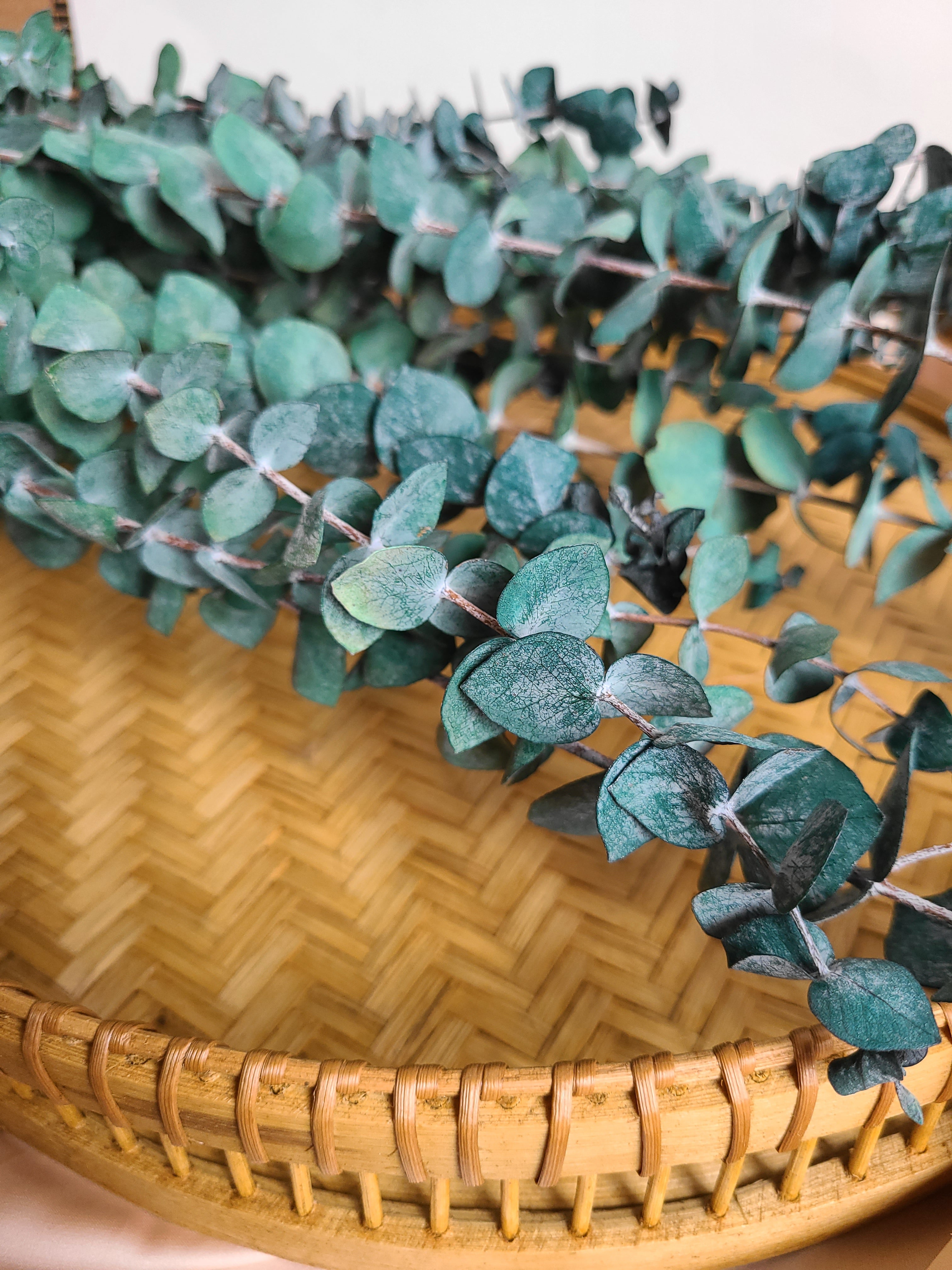 EUCALYPTUS BUNDLE