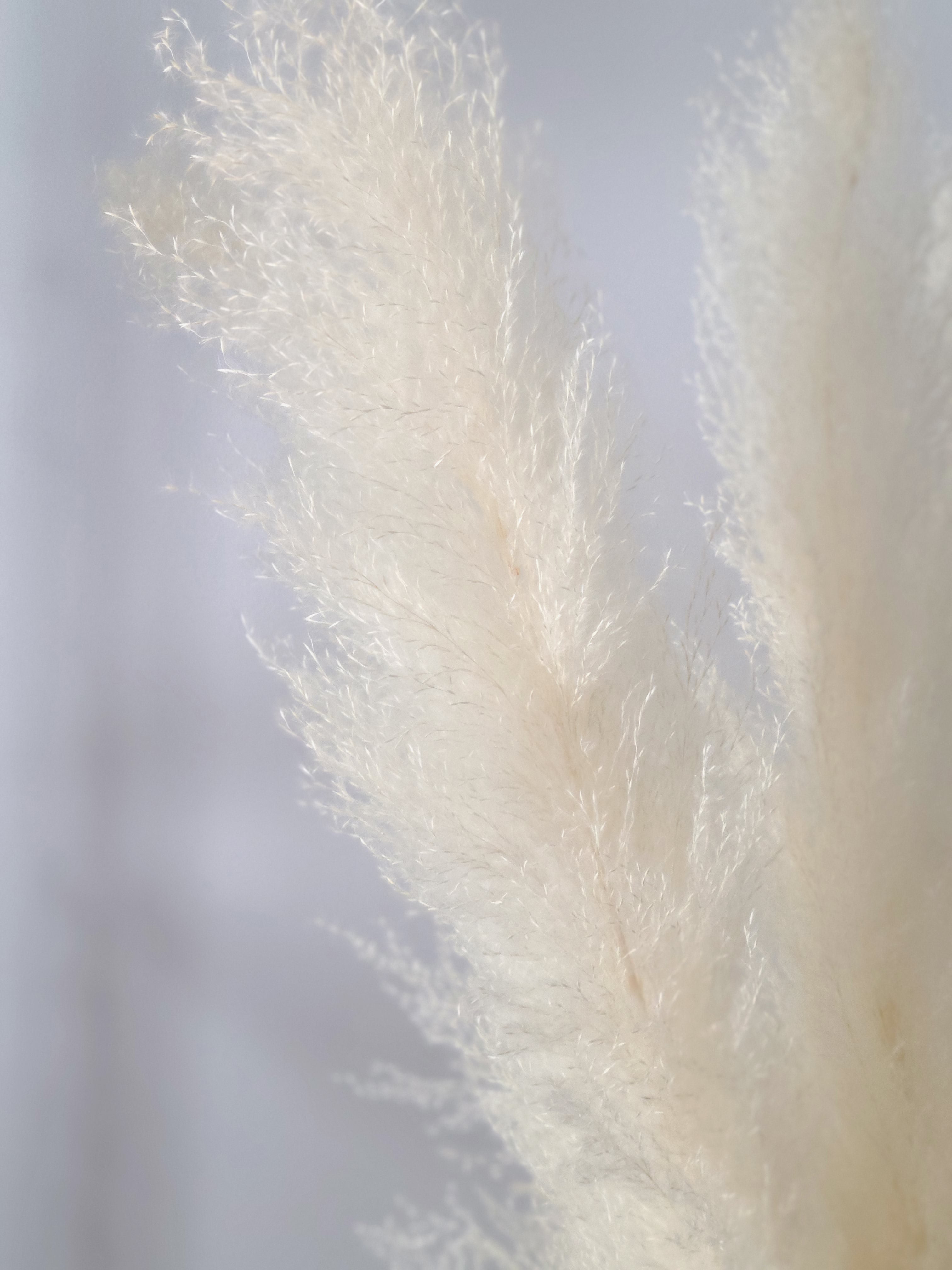 PAMPAS GRASS No.1 OFF WHITE
