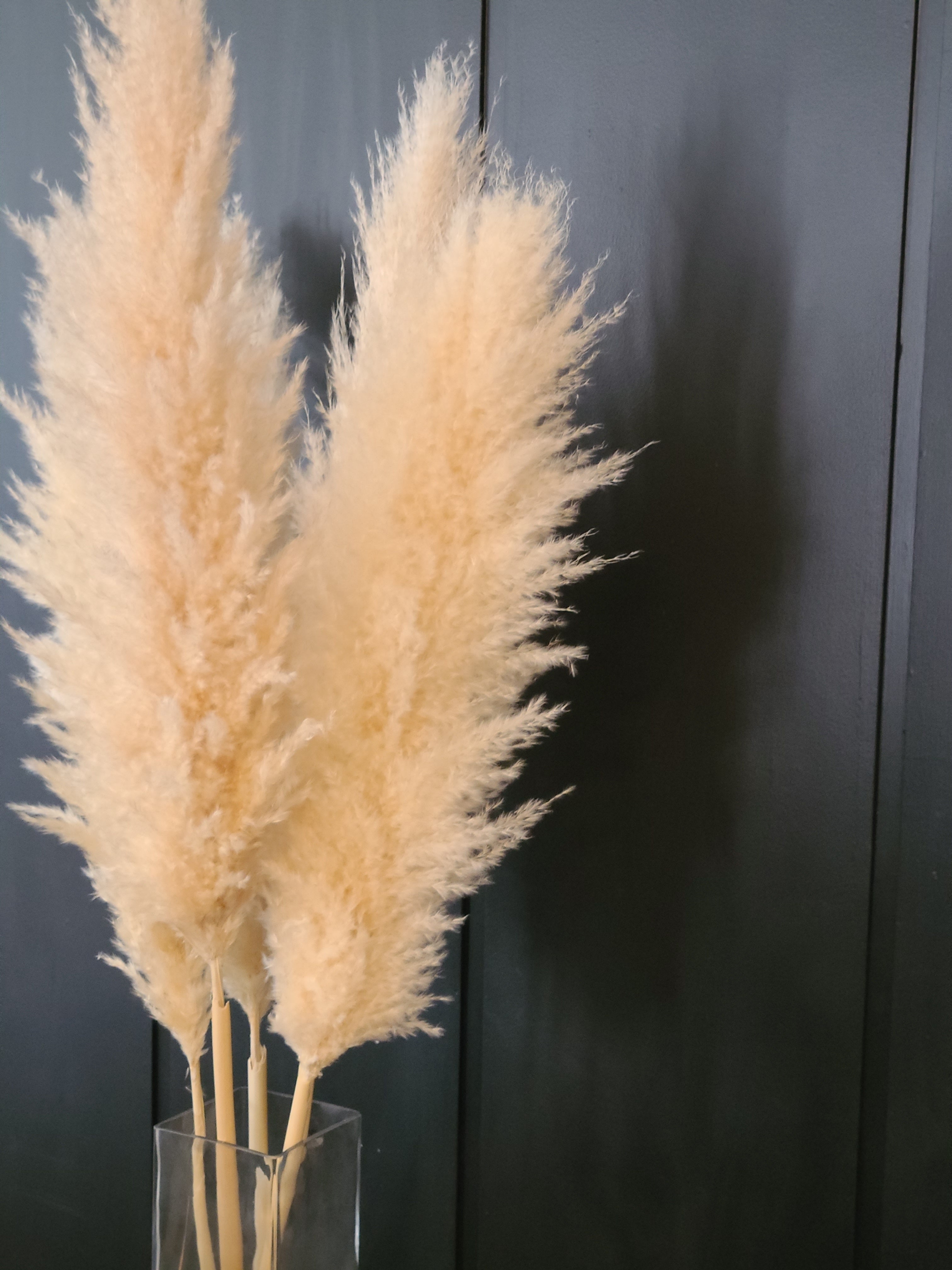 SUPER PAMPAS No.2 BEIGE 120cm/47"