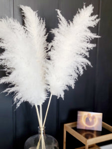 SNOW WHITE GIANT PAMPAS GRASS No.07