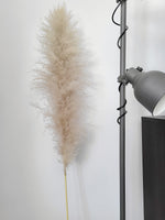 Load image into Gallery viewer, SUPER PAMPAS No.08 DUSTY GREY 150cm/60&quot;
