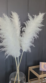 Load and play video in Gallery viewer, SNOW WHITE GIANT PAMPAS GRASS No.07
