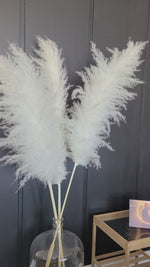 Load and play video in Gallery viewer, SNOW WHITE GIANT PAMPAS GRASS No.07 150cm/60&quot;
